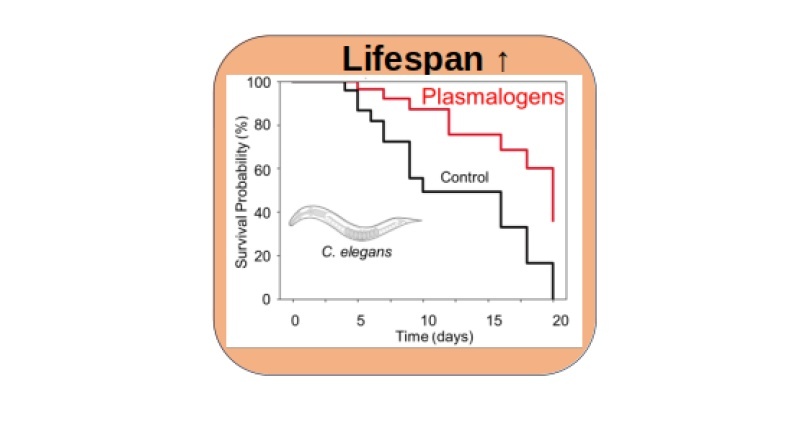 Anti-Aging Research (C. elegans)