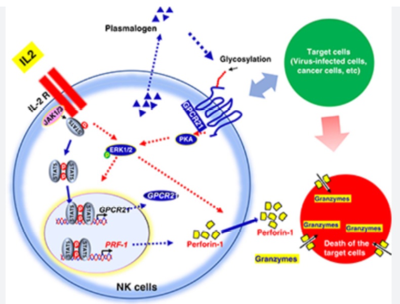 Immunological Research (NK Cells)