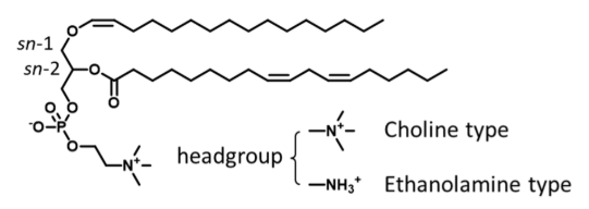 Plasmalogen_extraction